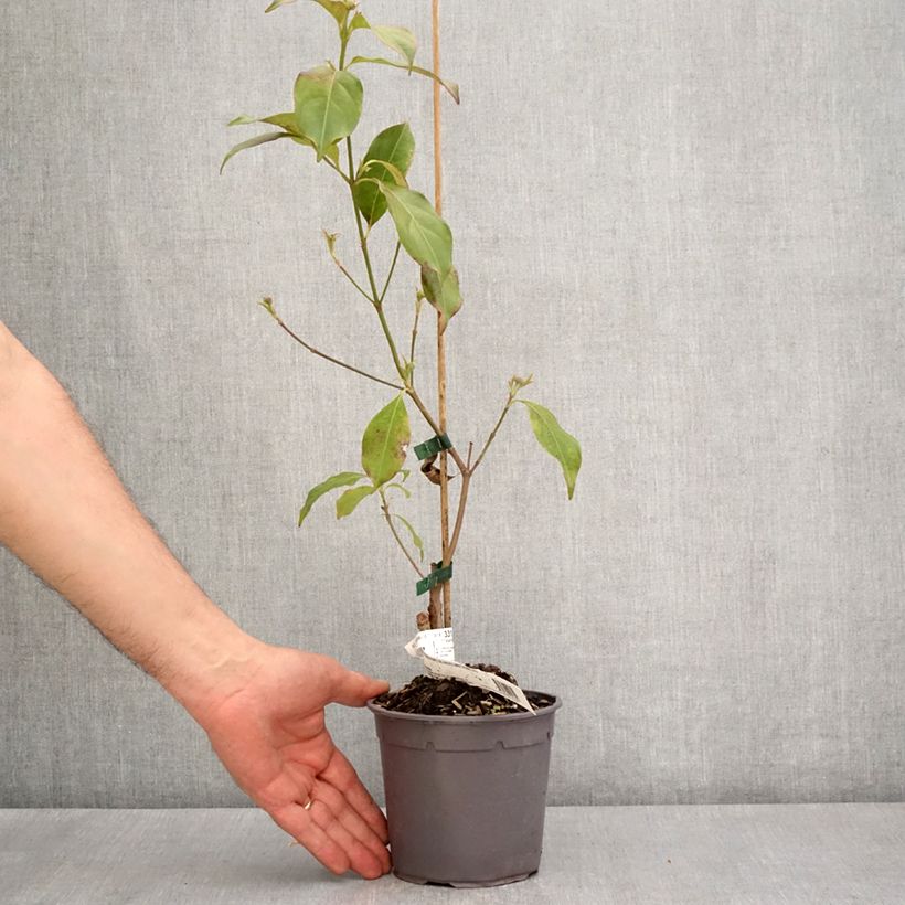 Example of Cornus hongkongensis Parc de Haute Bretagne - Cornouiller de Hong Kong à fleurs roses Pot de 1L/1,5L as you get in printemps
