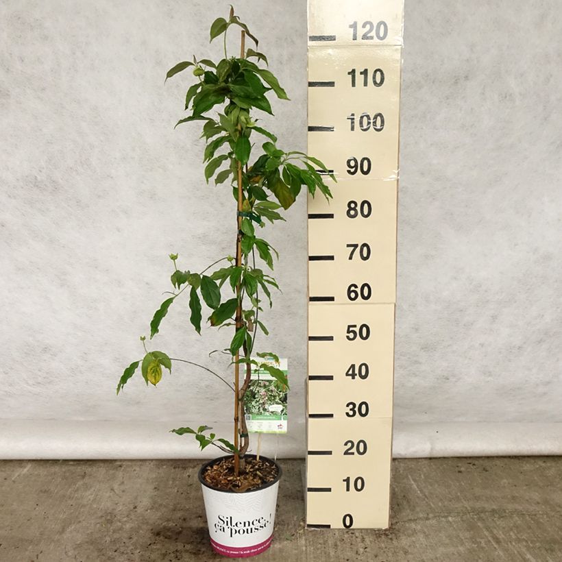 Example of Cornus hongkongensis Parc de Haute Bretagne - Cornouiller de Hong Kong à fleurs roses Pot de 4L/5L as you get in printemps