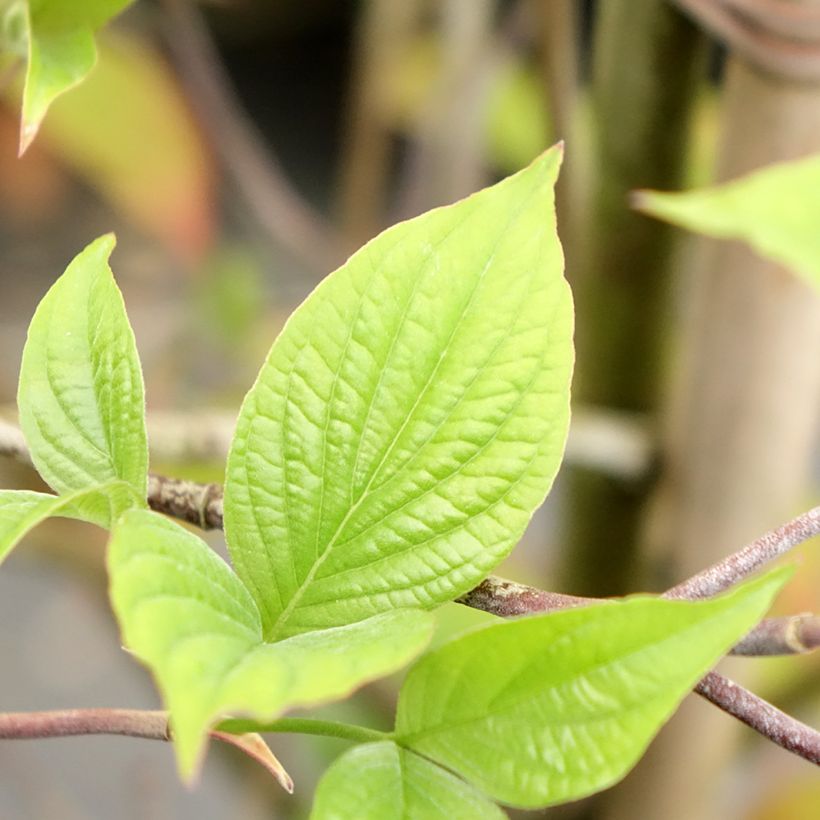 Cornus kousa Blooming Merry Tetra - Cornouiller hybride (Feuillage)