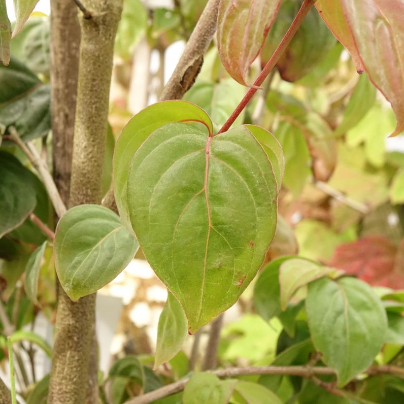 Cornus kousa Blooming Pink Tetra - Cornouiller hybride (Feuillage)