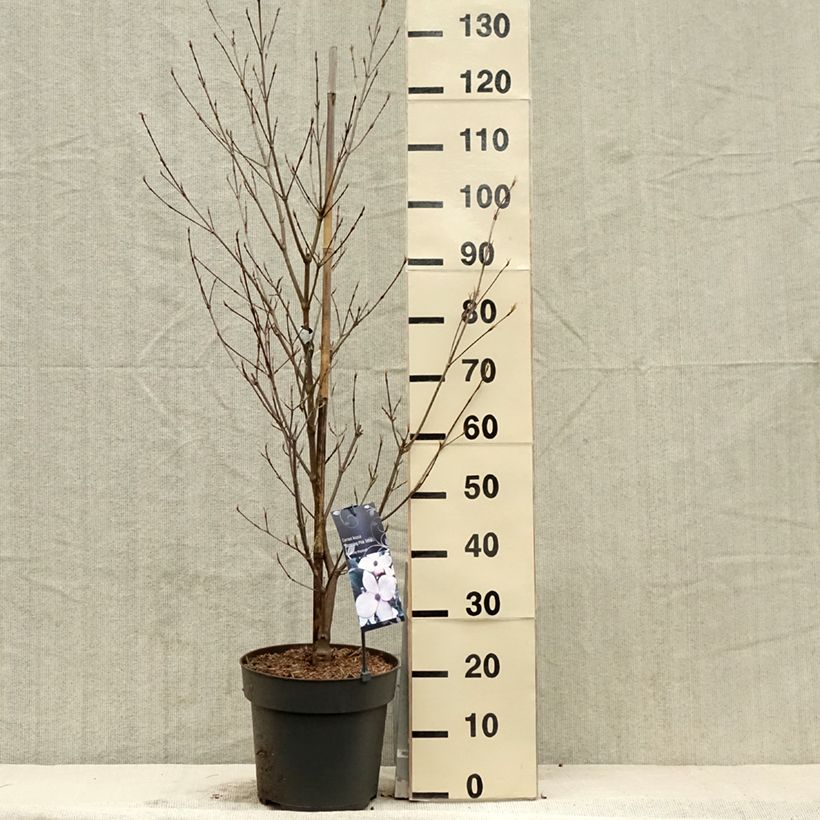 Spécimen de Cornus kousa Blooming Pink Tetra - Cornouiller hybride Pot de 7,5L/10L tel que livré au printemps