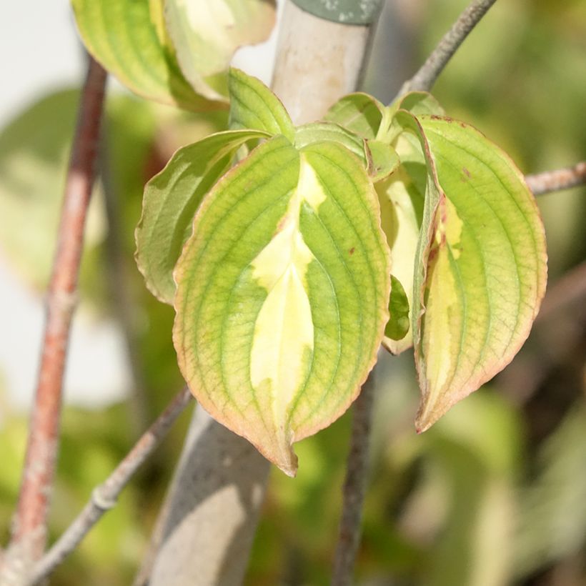 Cornus kousa Gold Star - Cornouiller du Japon (Foliage)
