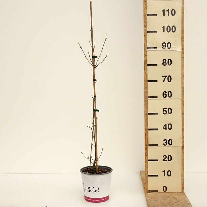 Example of Cornus kousa Mandarin Jewel - Cornouiller du Japon Pot de 4L/5L as you get in printemps