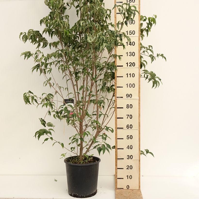 Spécimen de Cornus Kousa Milky Way- Cornouiller du Japon blanc Pot de 18L/20L tel que livré en été