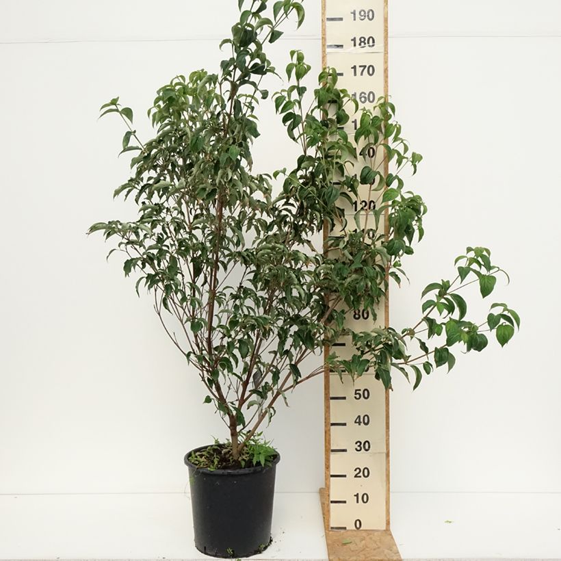 Spécimen de Cornus kousa Robert's Select  - Cornouiller du Japon Pot de 20L/25L tel que livré en été