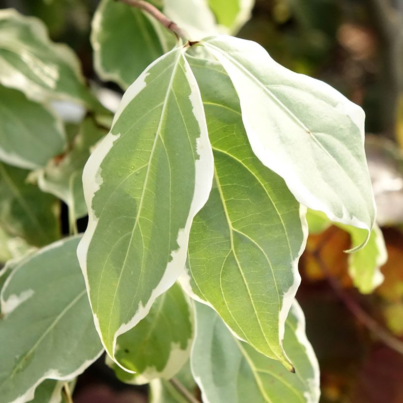 Cornus kousa Samaritan - Cornouiller du Japon panaché (Foliage)