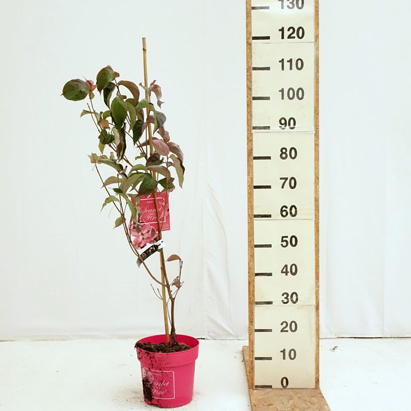 Spécimen de Cornus kousa Scarlet Fire - Cornouiller du Japon Pot de 7,5L/10L tel que livré en automne