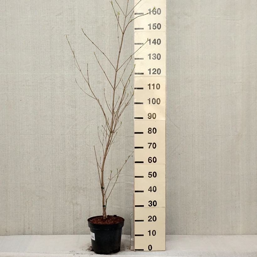 Example of Cornus kousa var. chinensis Great Star - Cornouiller à fleurs Pot de 7,5L/10L as you get in printemps