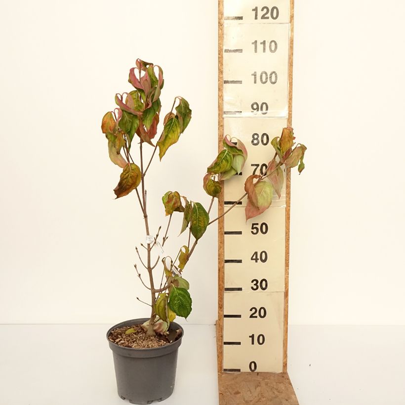 Spécimen de Cornus kousa Venus - Cornouiller du Japon blanc Pot de 7,5L/10L tel que livré en automne