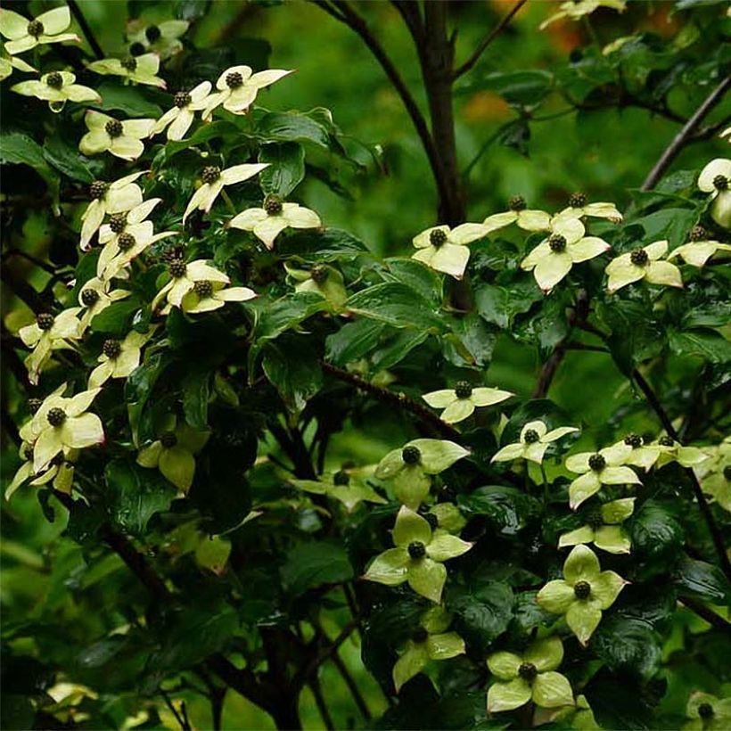 Cornus kousa Wieting's Select - Cornouiller du Japon (Floraison)
