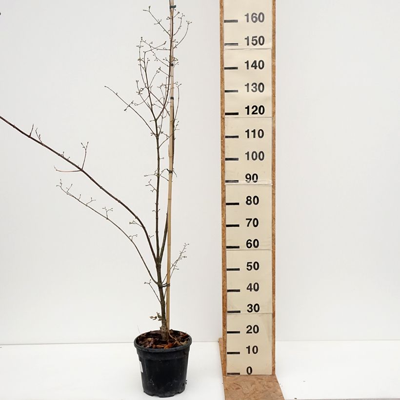 Spécimen de Cornus mas Florianka - Cornouiller mâle Pot de 7,5L/10L tel que livré en automne