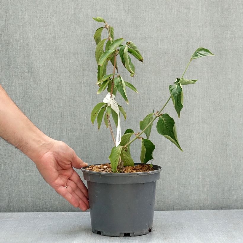 Spécimen de Cornus mas Jolico - Cornouiller mâle Pot de 3L/4L tel que livré en été