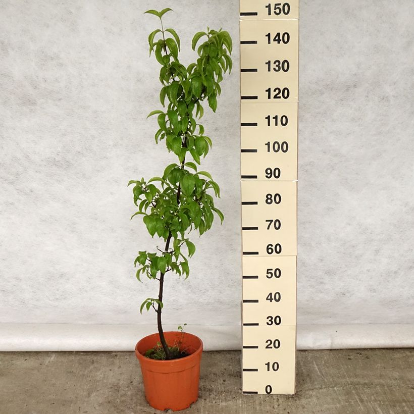 Spécimen de Cornus mas Kazanlak - Cornouiller mâle Pot de 7,5L/10L tel que livré au printemps