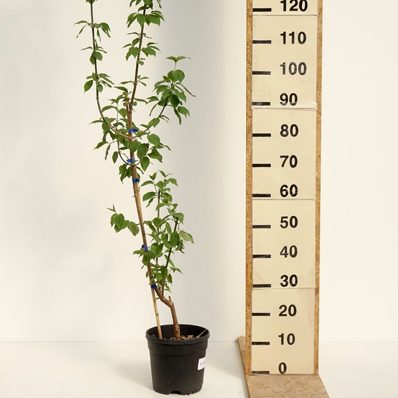 Example of Cornus mas Nikołka - Cornouiller mâle Pot de 4L/5L as you get in printemps