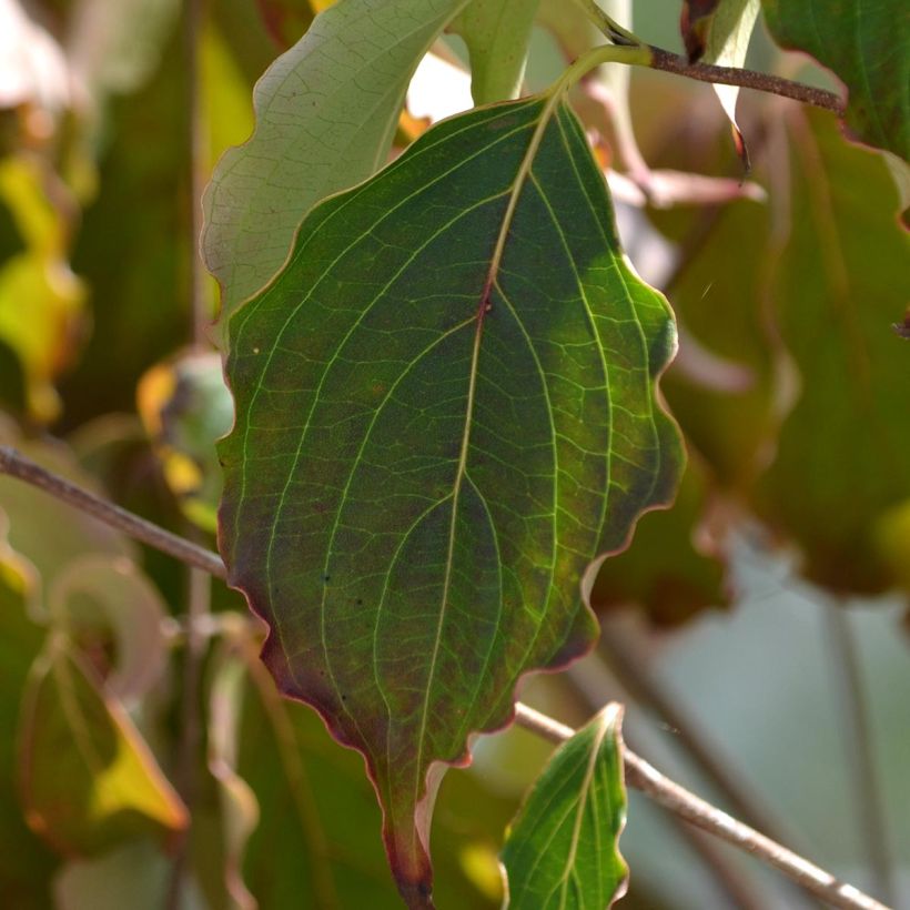 Cornus kousa China Girl - Cornouiller du Japon blanc (Feuillage)