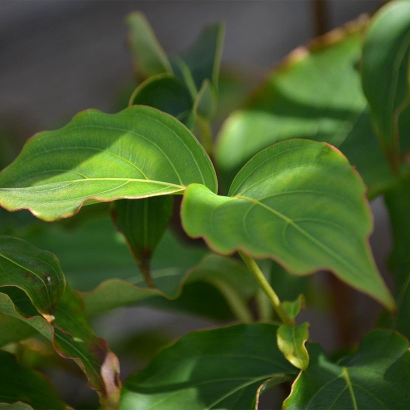 Cornus Kousa Milky Way- Cornouiller du Japon blanc (Foliage)