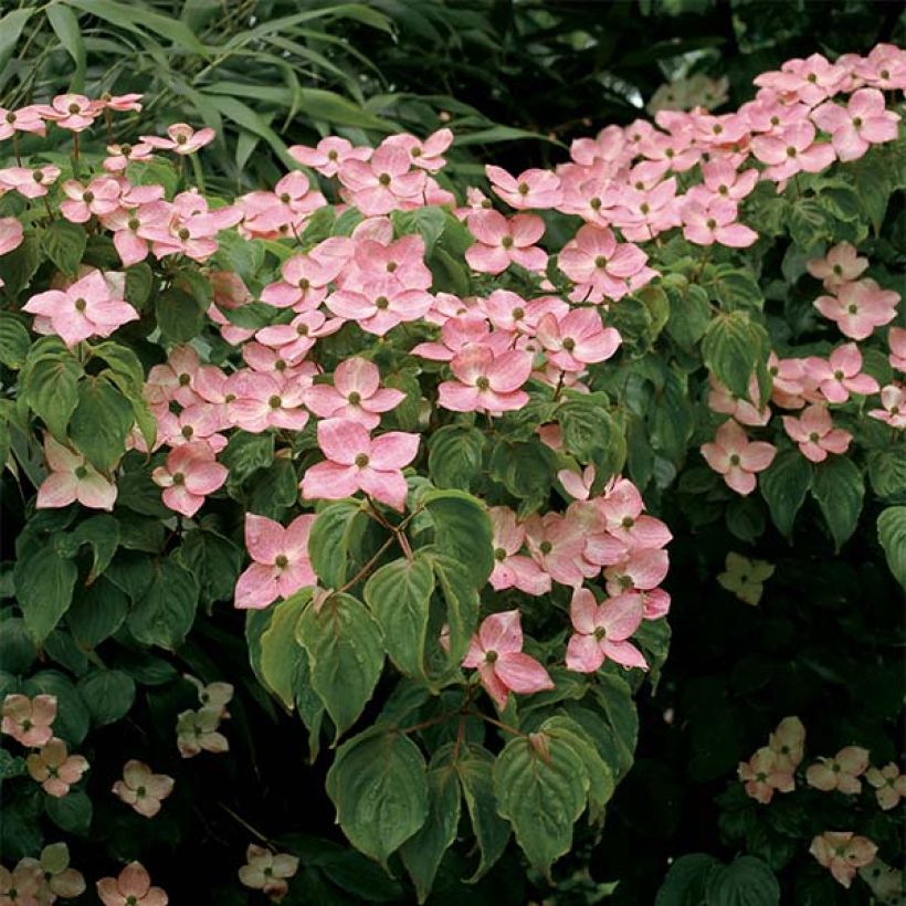 Cornus kousa Satomi - Cornouiller du Japon rose (Floraison)