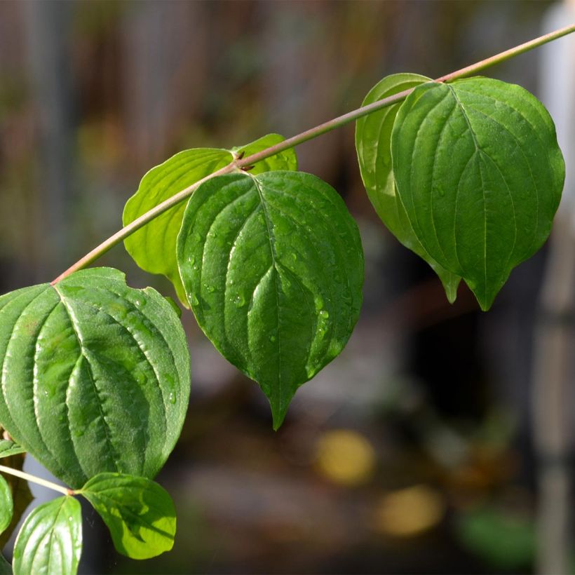 Cornus mas - Cornouiller mâle (Foliage)