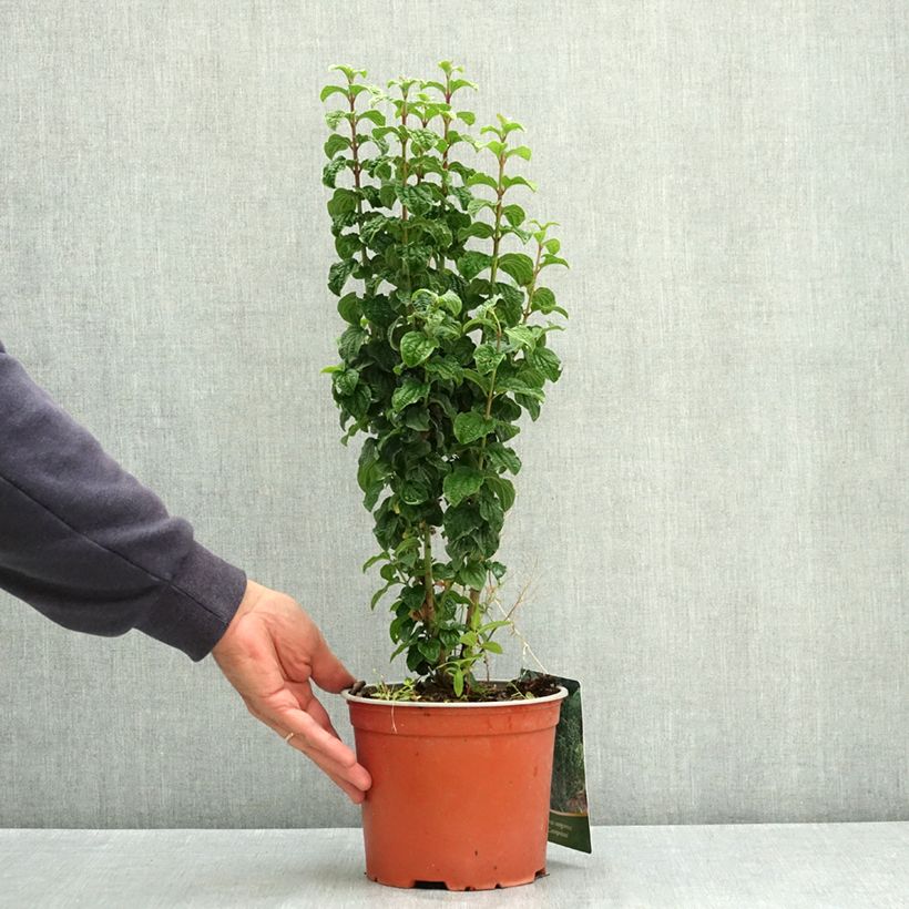 Spécimen de Cornus sanguinea Compressa - Cornouiller sanguin Pot de 3L/4L tel que livré en été