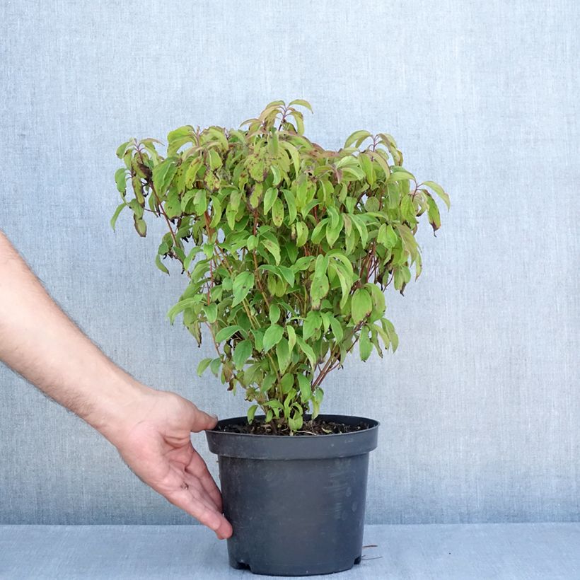 Spécimen de Cornus sericea Kelseyi - Cornouiller stolonifère Pot de 3L/4L tel que livré en été