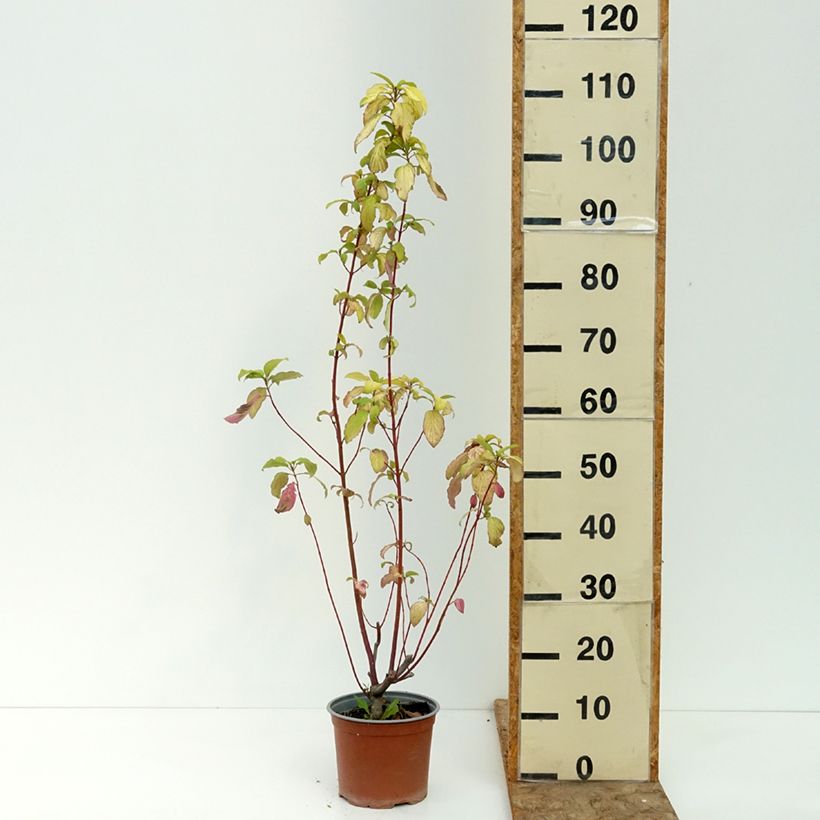 Spécimen de Cornus sericea Sunshine - Cornouiller stolonifère Pot de 3L/4L tel que livré en été