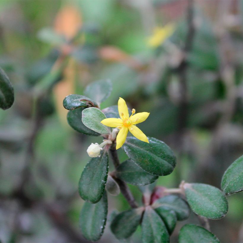 Corokia virgata Frosted chocolate - Corokie (Flowering)
