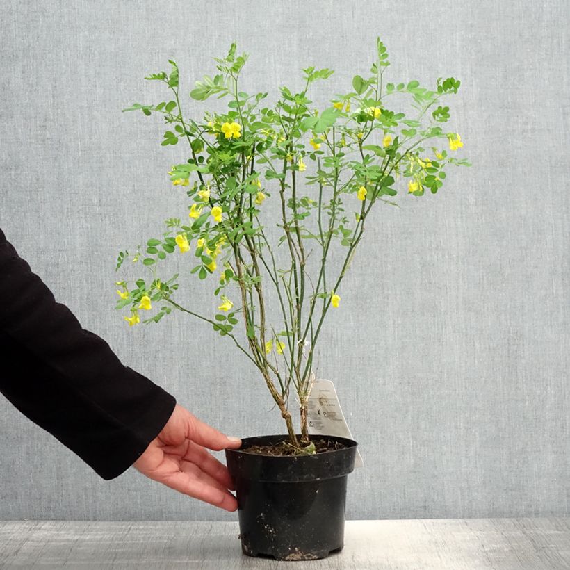 Spécimen de Coronilla emerus (Hippocrepis) - Coronille des jardins Pot de 1L/1,5L tel que livré au printemps