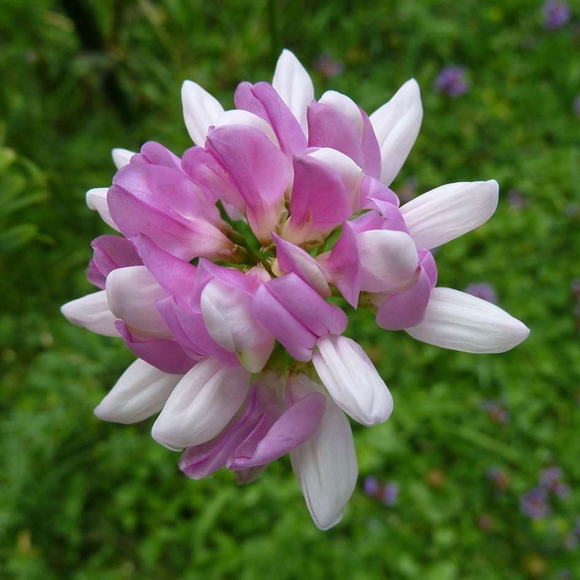 Coronilla varia - Coronille bigarrée ou changeante. (Flowering)