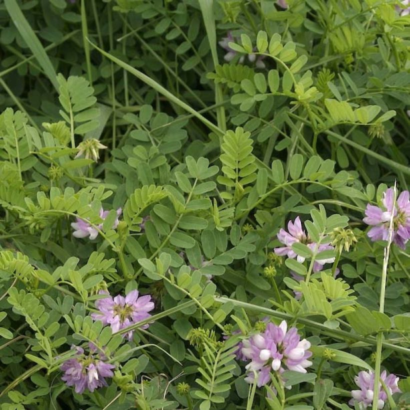 Coronilla varia - Coronille bigarrée ou changeante. (Foliage)