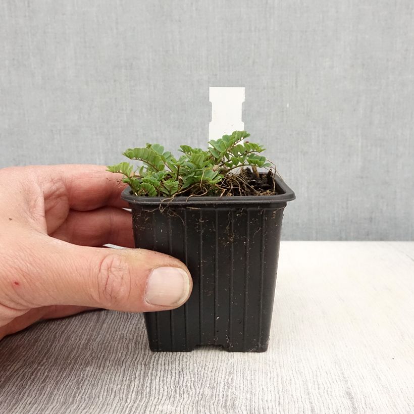 Example of Coronilla varia - Coronille bigarrée ou changeante. Godet de 8/9 cm as you get in printemps