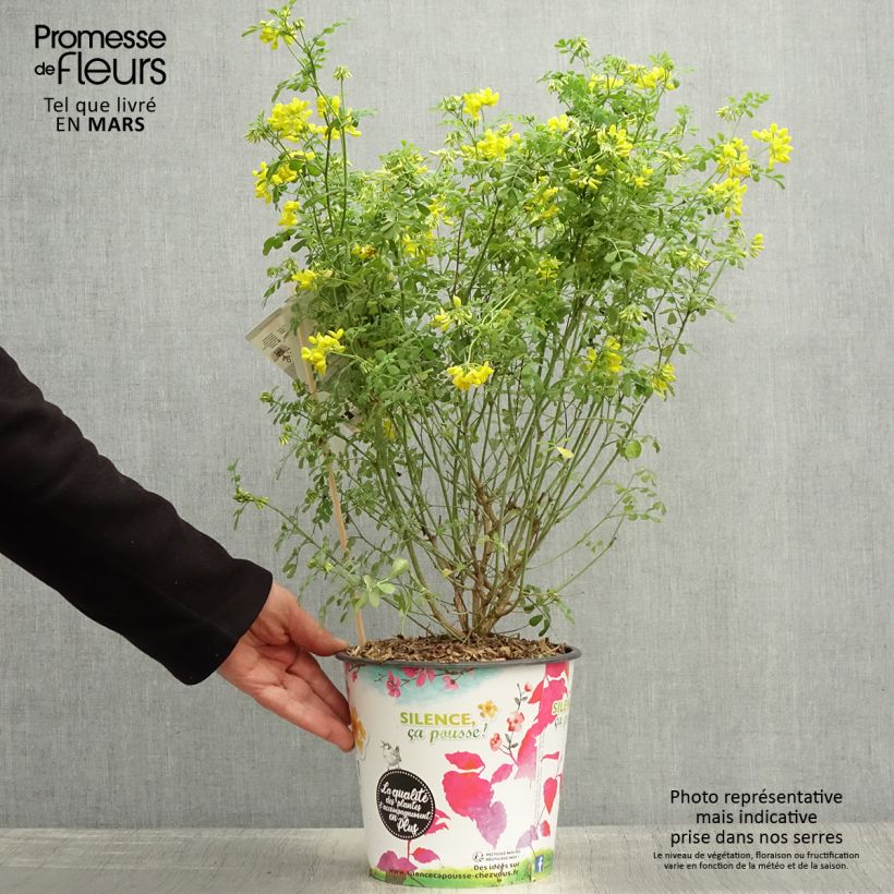 Example of Coronille - Coronilla valentina subsp. glauca Selection Pot de 4L/5L as you get in printemps
