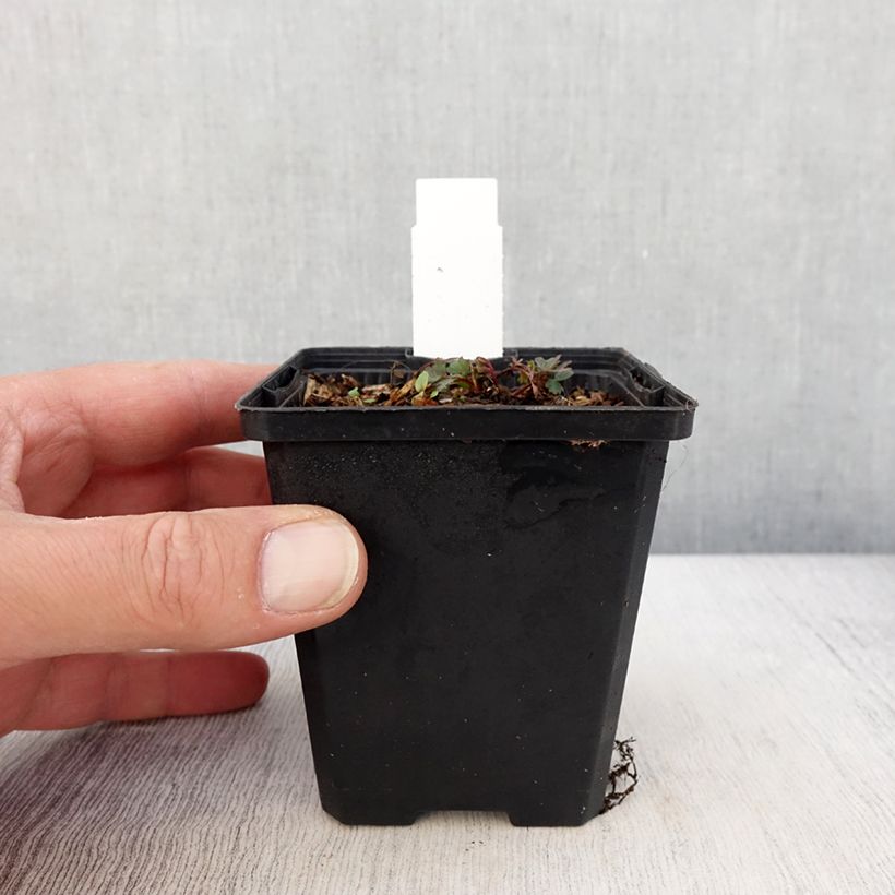 Spécimen de Corydalis curviflora subsp. rosthornii Blue Heron Godet de 8/9 cm tel que livré au printemps