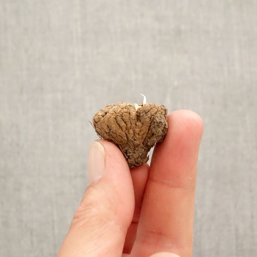 Example of Corydalis Firebird - Corydale bulbeuse Bulbe calibre I as you get in printemps