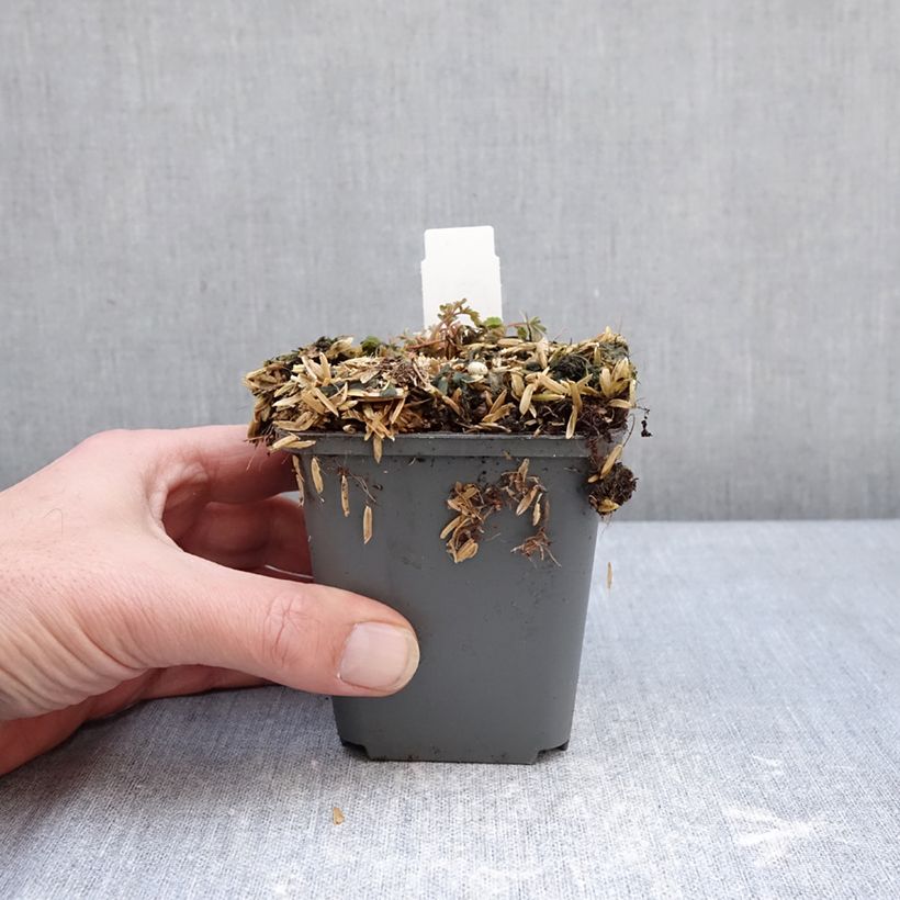 Spécimen de Corydalis flexuosa Blue Panda - Cordyale de Chine bleu Godet de 8/9 cm tel que livré en hiver
