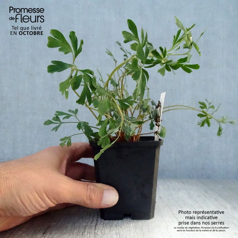 Spécimen de Corydalis flexuosa Porcelain Blue  Godet de 8/9 cm tel que livré en automne