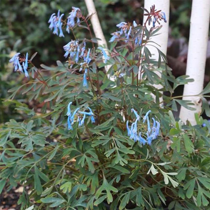 Corydalis flexuosa Porcelain Blue  (Flowering)