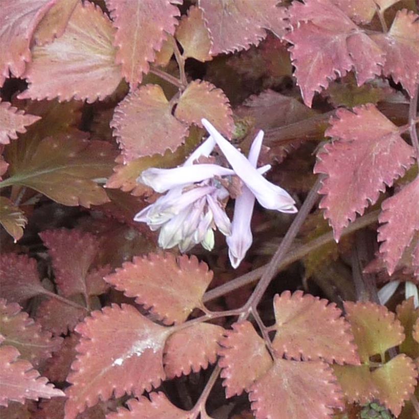 Corydalis quantmeyeriana Chocolate Stars (Floraison)