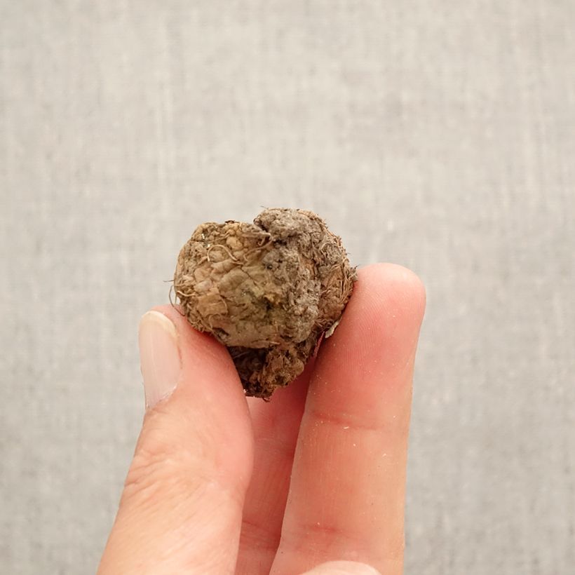 Spécimen de Corydalis Rainbow en mélange - Corydale bulbeuse Bulbe calibre I tel que livré au printemps