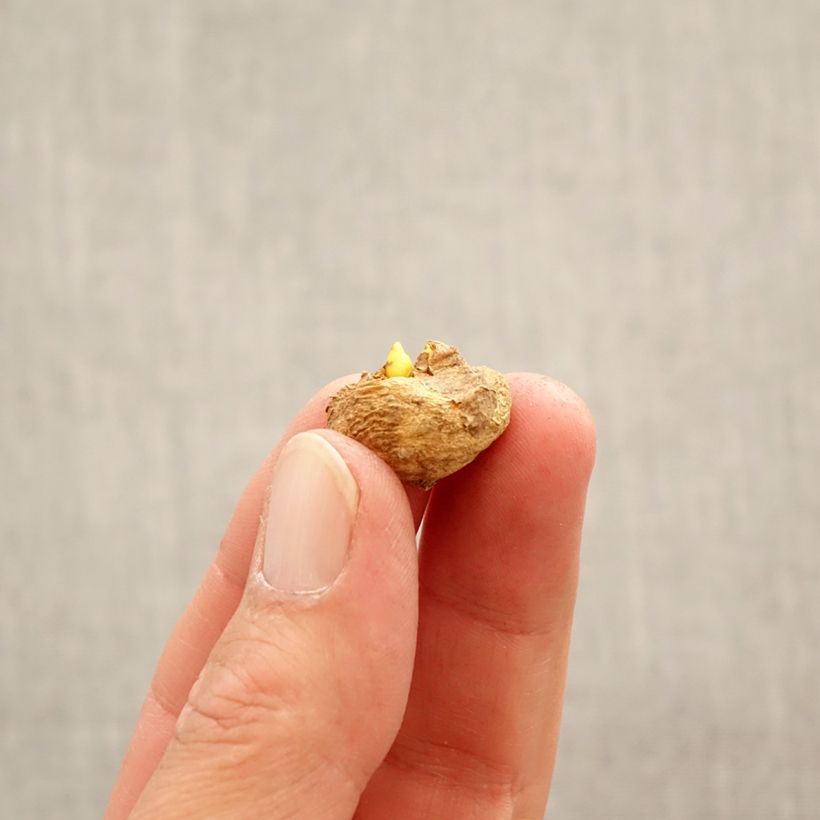 Example of Corydalis solida Beth Evans - Corydale bulbeuse Bulbe calibre 6+ as you get in printemps