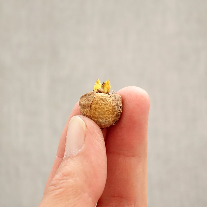 Spécimen de Corydalis solida White Swallow - Corydale bulbeuse Bulbe calibre 5+ tel que livré au printemps