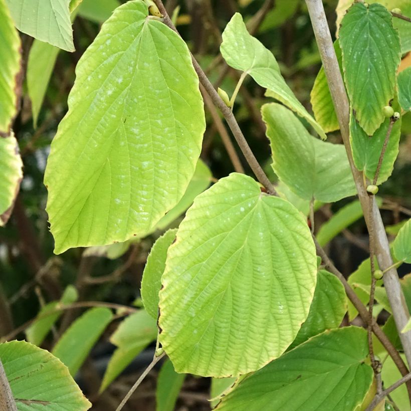 Corylopsis sinensis var. sinensis- Faux noisetier (Foliage)
