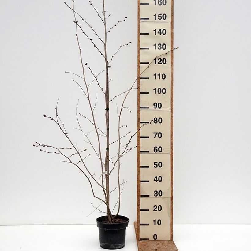 Example of Corylopsis sinensis var. sinensis- Faux noisetier Pot de 4L/5L as you get in hiver