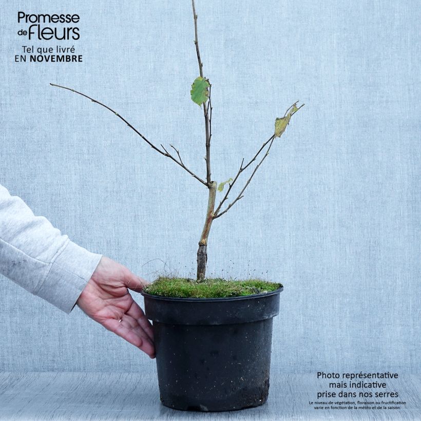 Spécimen de Corylus avellana Agnieszka - Noisetier panaché Pot de 4L/5L tel que livré en automne