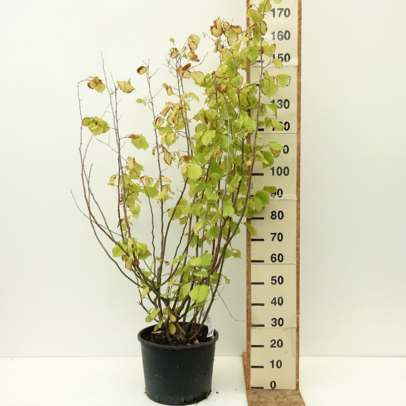 Spécimen de Corylus avellana Aurea - Noisetier doré. Pot de 18L/20L tel que livré en été