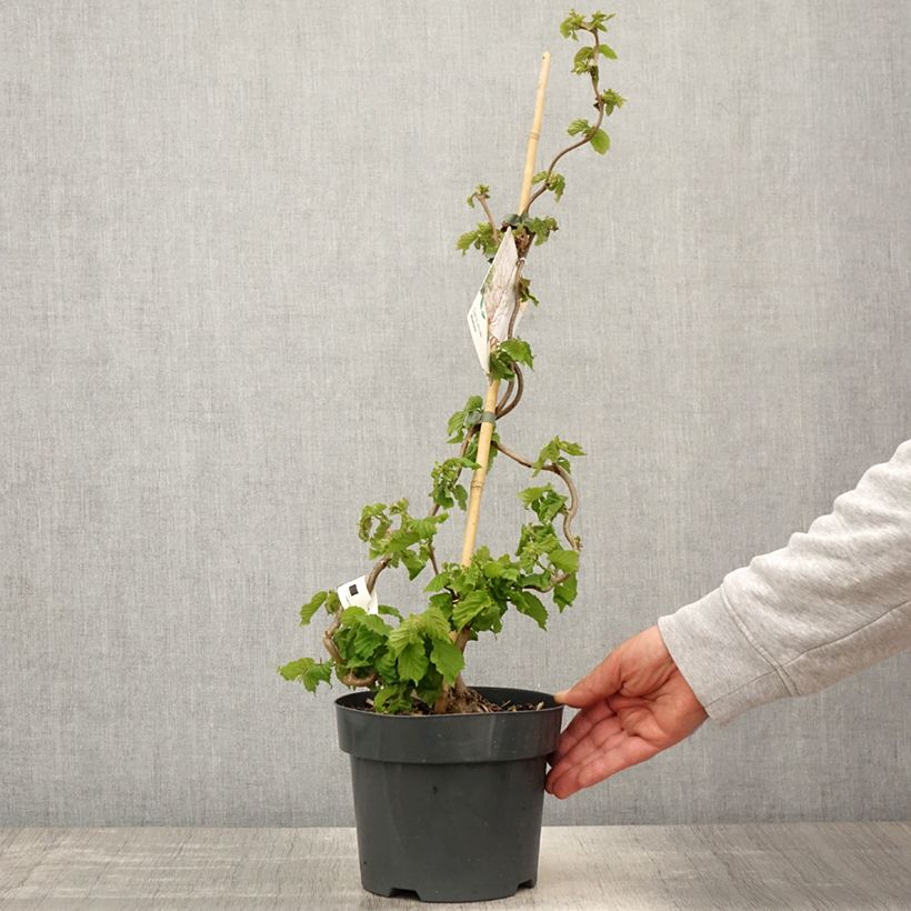 Spécimen de Corylus avellana contorta Medusa - Noisetier tortueux nain Pot de 3L/4L tel que livré au printemps