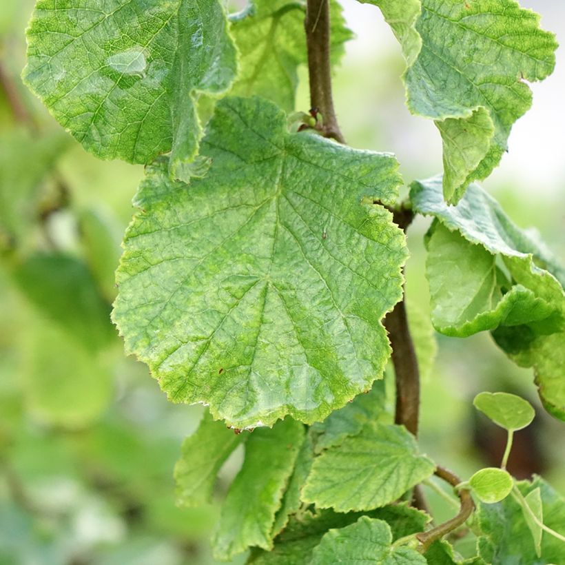 Corylus avellana contorta Medusa - Noisetier tortueux nain (Feuillage)