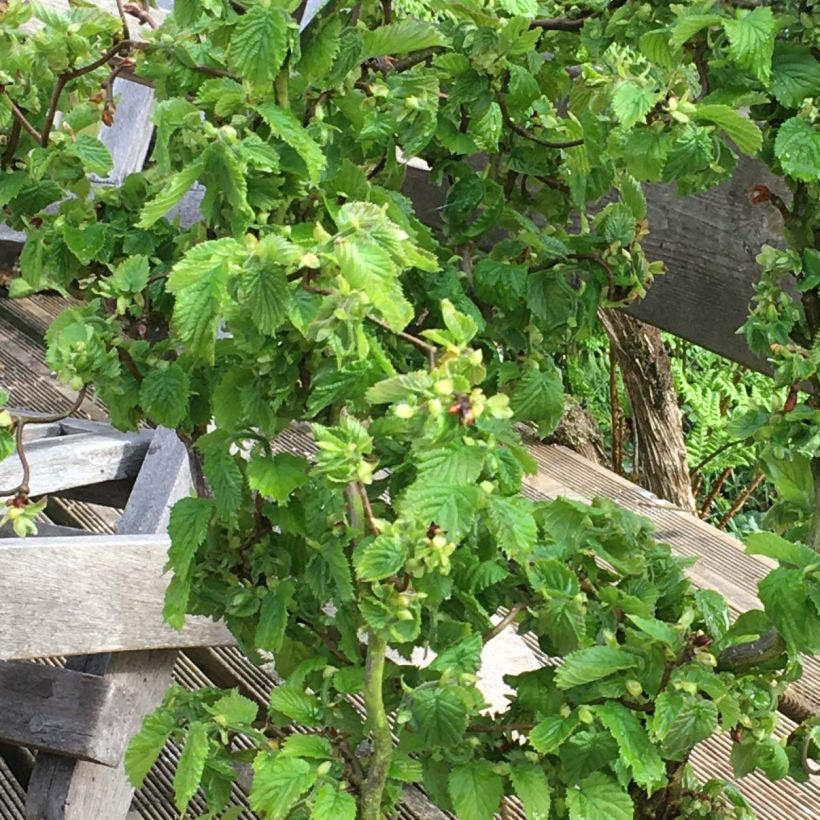 Corylus avellana Scooter - noisetier nain tortueux (Foliage)