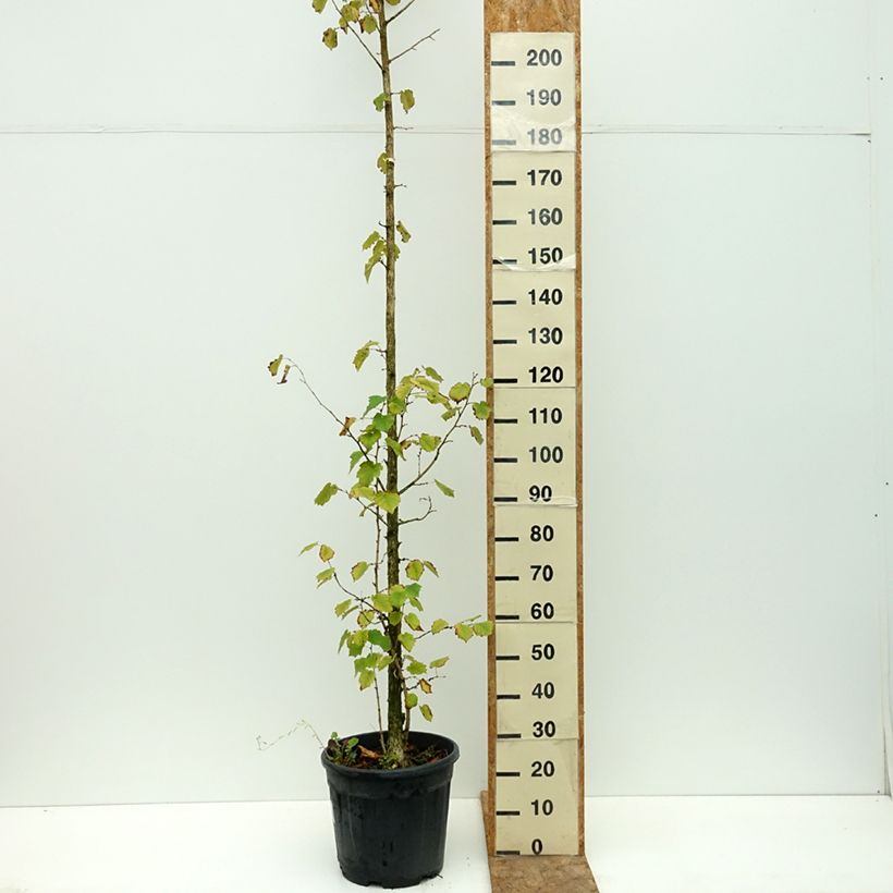 Spécimen de Corylus colurna - Noisetier de Byzance Pot de 12L/15L tel que livré en été