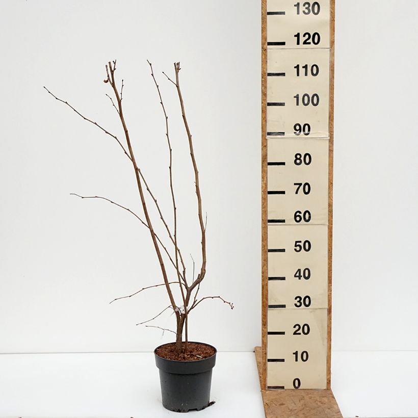 Spécimen de Corylus maxima Juningia - Noisetier de Lambert Pot de 4L/5L tel que livré en automne