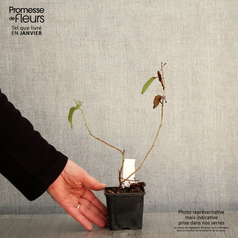 Example of Corymbia citriodora - Eucalyptus citronné Godet de 8/9 cm as you get in hiver